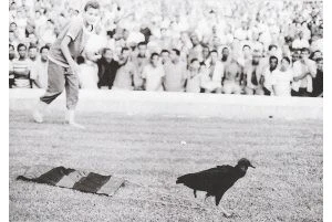 Urubu é solto da arquibancada do Maracanã